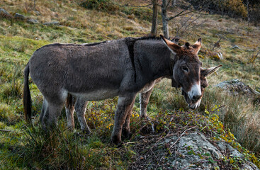 Donkeys eating in the nature in the mountains