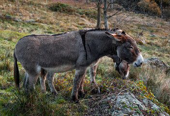Donkeys eating in the nature in the mountains