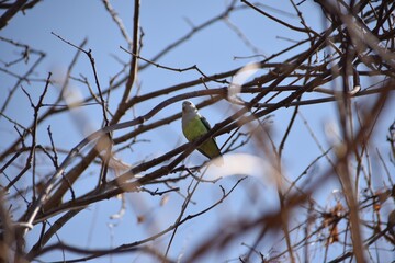 Isalo National Park, Madagascar: Grey-headed lovebird