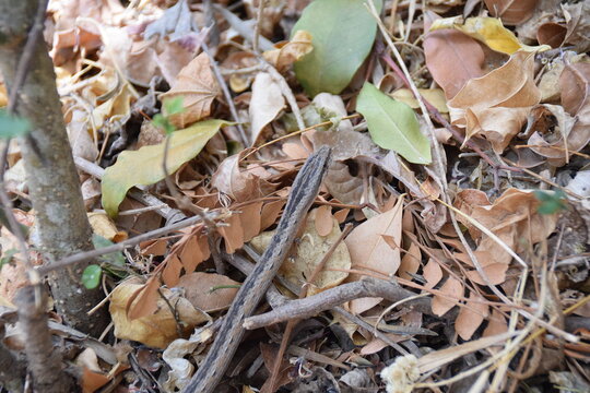 Anja Community Reserve, Madagascar: Mahafaly sand snake