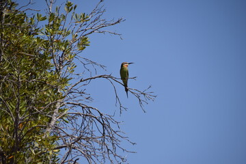 Isalo National Park, Madagascar: Madagascar or Olive bee eater