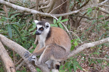 Isalo National Park, Madagascar: Ring-tailed lemur © TheUntravelledWorld