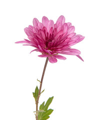 Beautiful pretty pink natural chrysanthemum flower daisy isolated on the white background