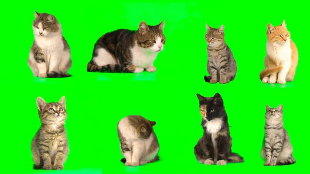 cat kitty set on green background screen isolated