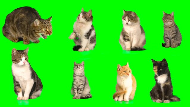 cat kitty set on green background screen isolated