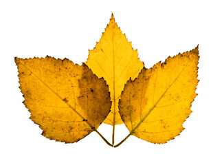 Three overlapping birch tree leaves in bright yellow fall color. On a transparent background.

