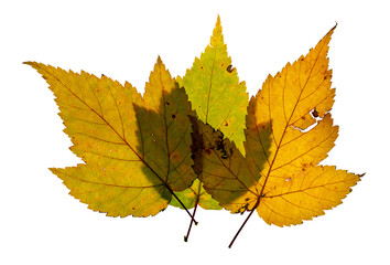 Three overlapping Manitoba Maple leaves in falls colors and full of holes from decay. On a transparent background

