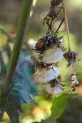 A plant with green leaves and a stalk on which drying fluffy flowers similar to round white brushes hang.