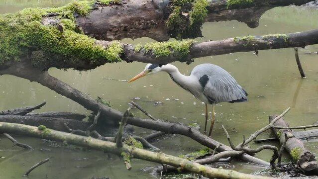 Reiher auf der Pirsch