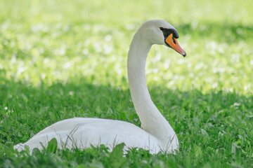 Schwan liegt auf der Wiese