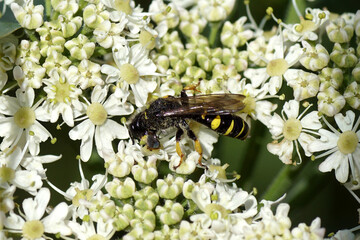 Slender bodied digger wasp (Crabro cribrarius), family Crabronidae on flowers of wild angelica (Angelica sylvestris), family Apiaceae. Summer, July,  