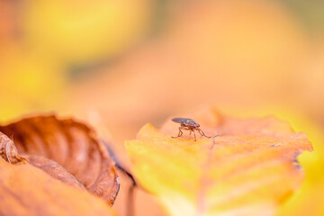 Insect on autumn yellow leaf in autumn forest.