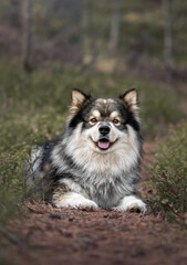 Portrait of Finnish Lapphund dog