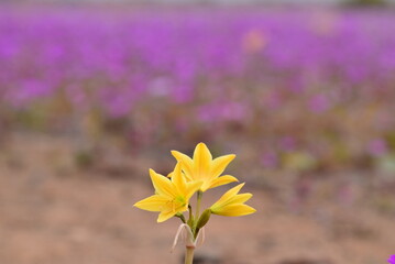 yellow and purple flowers in Desierto Florido of Atacama in Chile