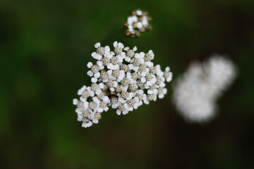 close up of a flower