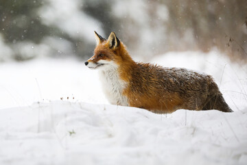 Red fox, vulpes vulpes, standing on snow in wintertime during snowing. Orange mammal looking on...