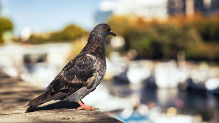 Pigeon Parisien