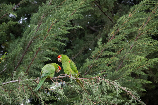Pareja de loros color verde con cabeza roja, buscan comida entre las ramas verdes de un &aacute;rbol de cipr&eacute;s