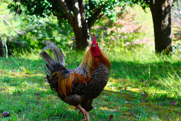 chicken