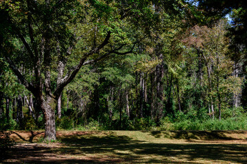 Fall Foliage Dangerfield SP-6409