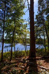Fall Foliage Dangerfield SP-6433