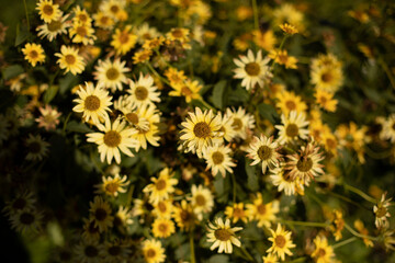 Lots of little yellow flowers in garden. Plant in summer. Nature background.