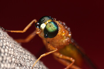 Fly