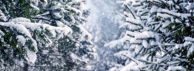 Winter forest with snow-covered fir trees during snowfall, winter background - obrazy, fototapety, plakaty