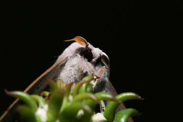 Macro Photograph of a Moth
