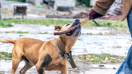 The dog of the breed pit bull terrier holds a stick in his teeth during training