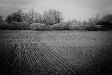 Field with sprouted winter crops in a row, low wheat before hibernation.