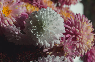 A close up photo of a bunch of dark pink chrysanthemum flowers with yellow centers and white tips on their petals.
