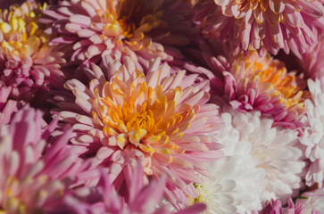 A close up photo of a bunch of dark pink chrysanthemum flowers with yellow centers and white tips...