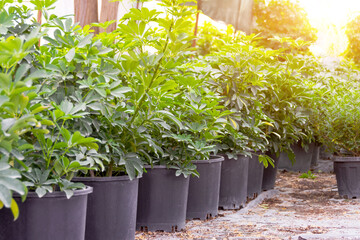 Schefflera digigata plant in the garden center planted in pots in a row.