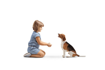 Little girl kneeling and feeding a beagle dog