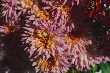 A close up photo of a bunch of dark pink chrysanthemum flowers with yellow centers and white tips on their petals.