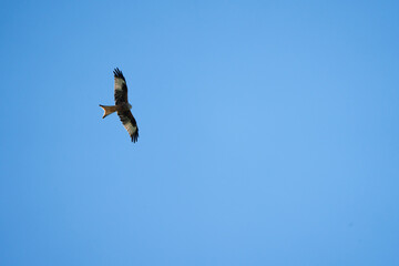 red kite