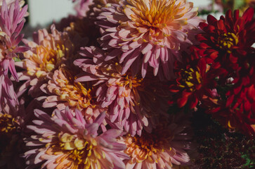 A close up photo of a bunch of dark pink chrysanthemum flowers with yellow centers and white tips...