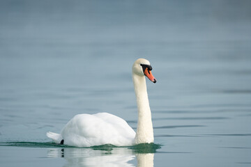 Fototapeta premium swan