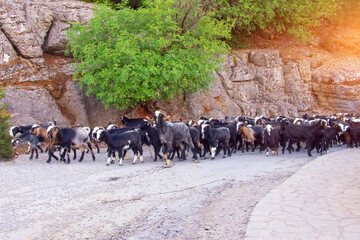 A herd of dark goats are returning from pasture to a farm along a mountain road.