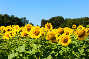 Sunflowers in the Lot-et-Garonne