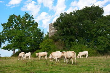 White cattle in France