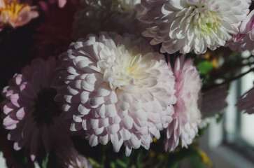 A close up photo of a bunch of dark pink chrysanthemum flowers with yellow centers and white tips...