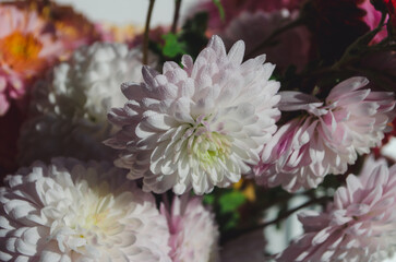 A close up photo of a bunch of dark pink chrysanthemum flowers with yellow centers and white tips on their petals.