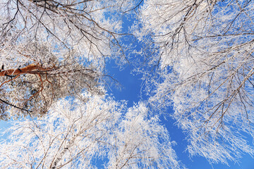 snow-covered trees in winter against blue sky, bottom-up view