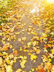 Autumn path lit by the sun and strewn with yellow golden maple leaves.