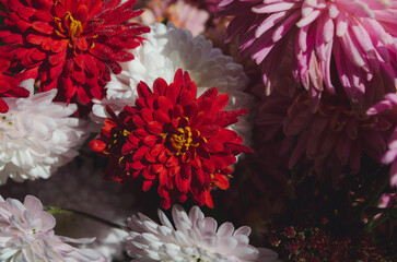 A close up photo of a bunch of dark pink chrysanthemum flowers with yellow centers and white tips...