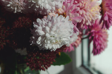 A close up photo of a bunch of dark pink chrysanthemum flowers with yellow centers and white tips on their petals.