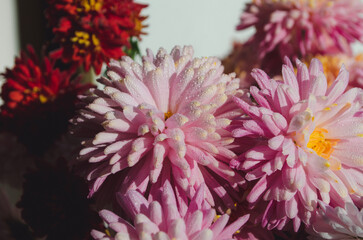 A close up photo of a bunch of dark pink chrysanthemum flowers with yellow centers and white tips...
