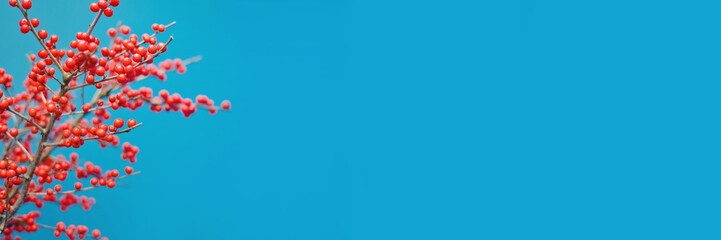 Autumn red plant on a blue background.